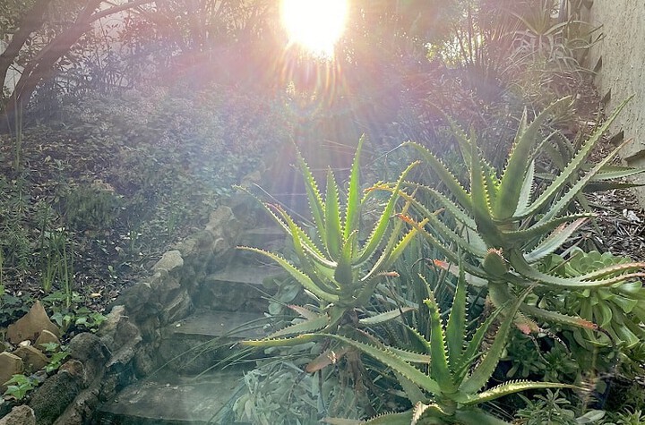 Succulents on The Sun