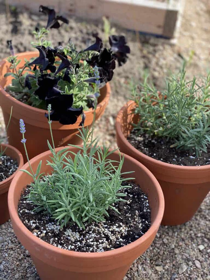 terra cotta pots filled with herbs and flowers