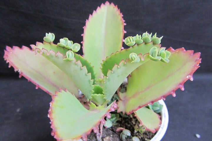 5 Interesting Types Of Mother Of Thousands Succulents