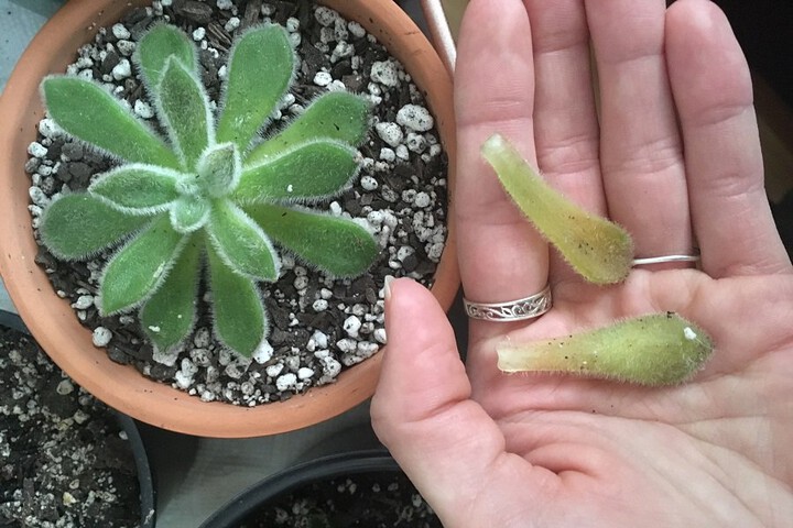 5 Reasons Why Your Succulent Is Losing Leaves