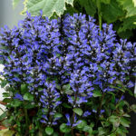 ajuga blue beauty flower