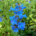 blue buckle penstemon flower