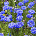 blue cornflower flowers