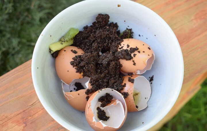 egg shells as a organic fertilizer