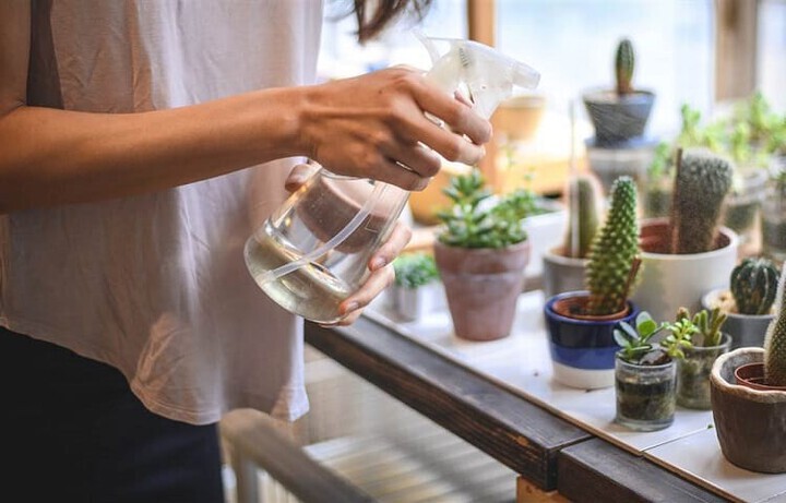 gardener spraying water on succulents and cactus